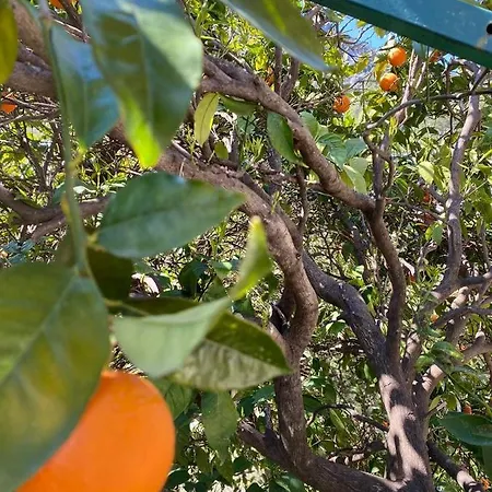 Irmak Pensiune Çıralı