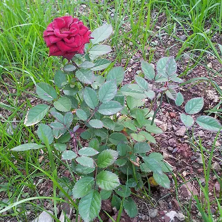Irmak