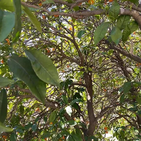 Casa de hóspedes Irmak Çıralı