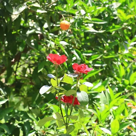 Irmak Casa de hóspedes