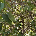 בית הארחה Irmak Çıralı